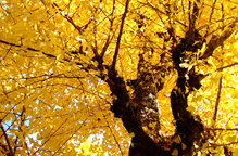 八尾市でエコキュート交換工事をご検討の方へ、八尾市の特徴、エコキュートの交換費用の相場、給湯タイプ、メリット・デメリット、おすすめエコキュートについてご紹介します。